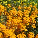 Erysimum allionii abricot